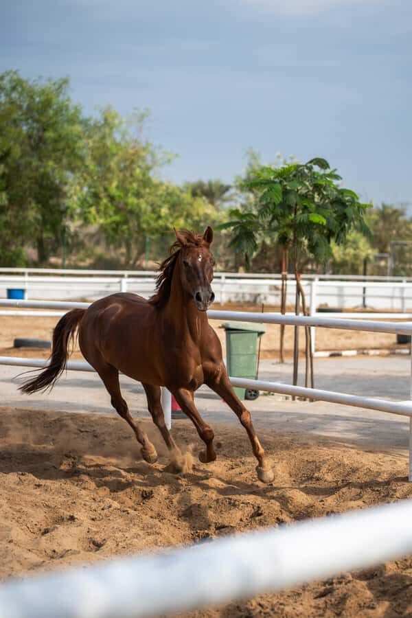 1 Hour Horseback Dubai Desert Park Ride - Wildlife Spotting on Horseback: Desert Foxes and Quiet Moments