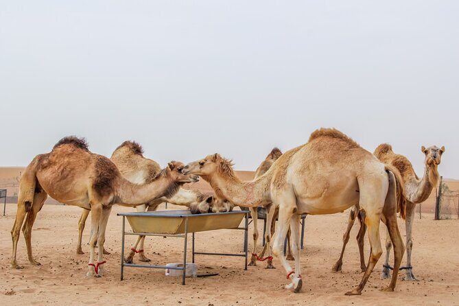 2-Days Dubai Combo City Tour with Dhow Cruise Dinner and Desert Safari - BBQ Dinner and Live Fire-Belly Entertainment: The Night Finale