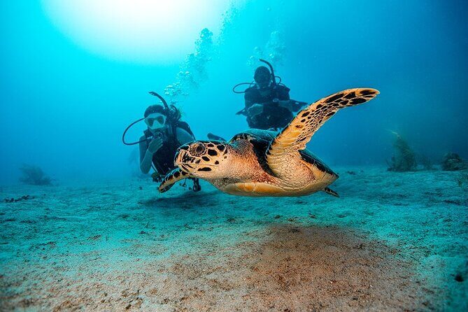 2 Dives for Certified Divers in Fujairah with lunch & transfer - 8 hours, two underwater sessions, and a small group rhythm