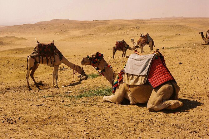 4 Hours Evening Desert Safari Camel Ride Sand Boarding - Food and Shows: What You Might See at the Camp Side