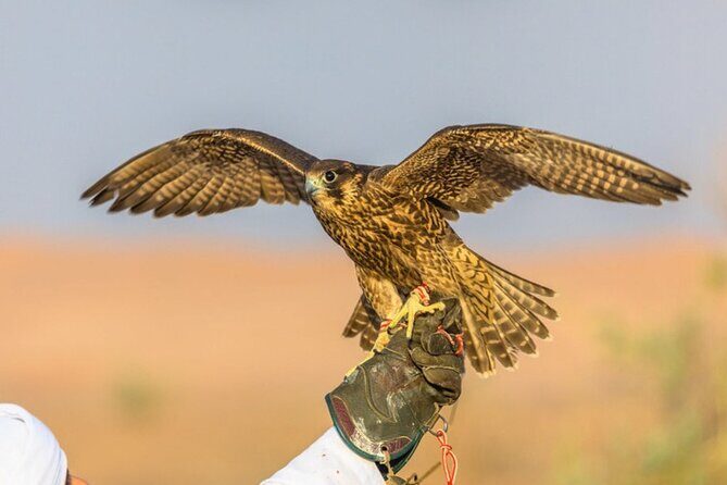 4x4 Dubai Desert Safari, Dune Bash, Camel Ride & BBQ - Pickup and Timing: Why This Tour Is Built for Easy Days