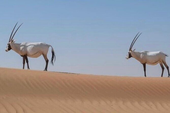 57 Bedouin Culture Safari With Breakfast - Price and value: what $174.45 buys you (and what to compare)