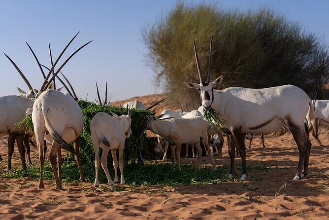 57 Camel Voyage - Dubai Desert Conservation Reserve: quieter dunes, real wildlife chances
