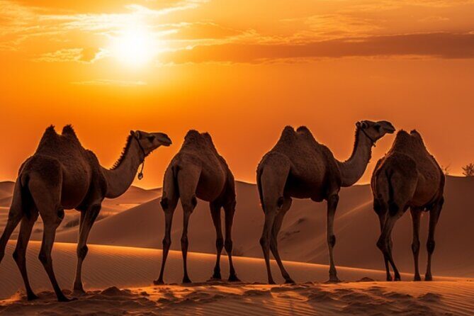 6-Hour Luxury Evening Dubai Desert Safari - BBQ Dinner Live Shows - Bedouin Camp BBQ Dinner: Good Value, Mixed Quality