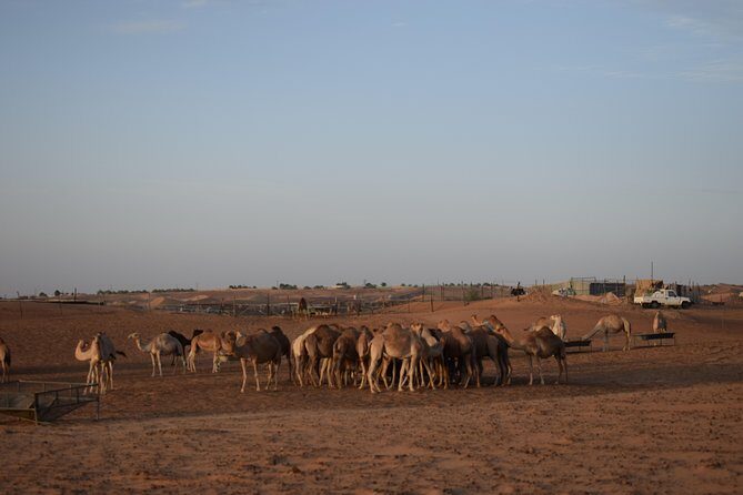 6 Hour Private Evening Desert Safari With BBQ Dinner - 2:30 pm Timing That Sets You Up for Desert Night Magic