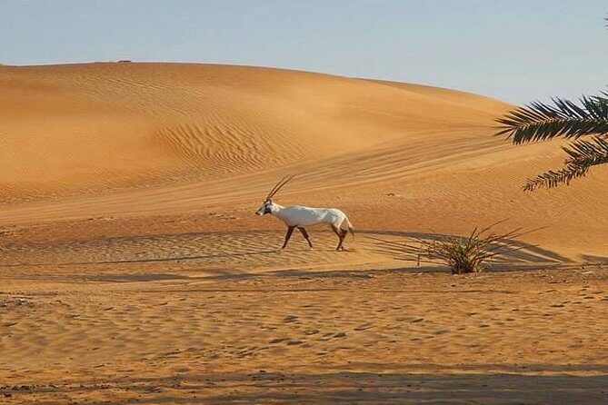 7-hour Small Group 4x4 Desert Safari Tour with Buffet Dinner in Dubai - Sandboarding and Camel Riding: Fun Extras With Realistic Limits
