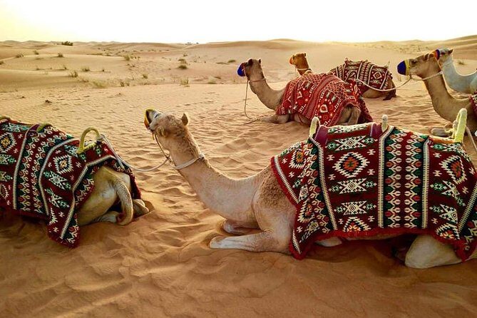 Abu Dhabi 4x4 Desert Safari BBQ Dinner , Camel Ride , Belly Dance - The 3:00 pm Start and How the Night Flows
