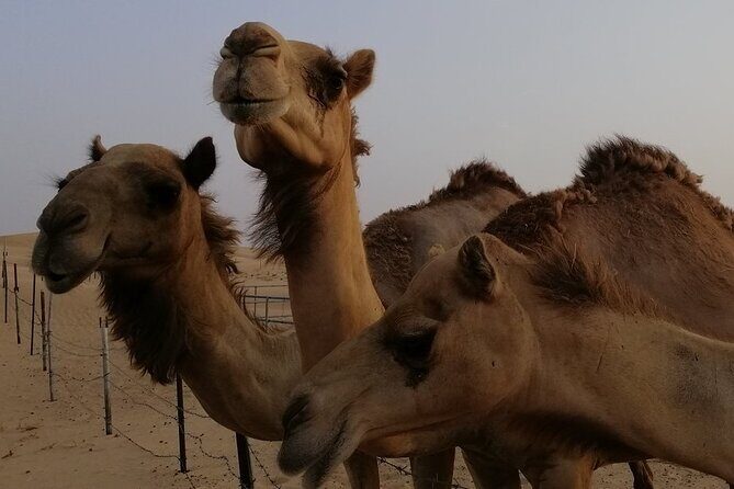 Abu Dhabi: 7-Hours Desert Safari with BBQ, Camel Ride & Sandboarding - First Look: What This Abu Dhabi Safari Is Really Like