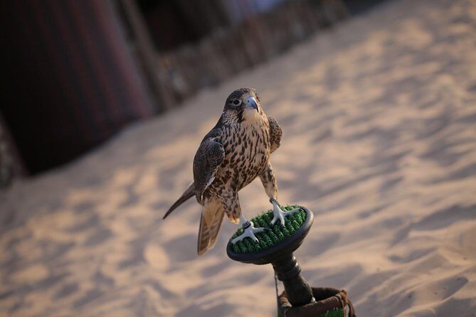 Abu Dhabi Desert Safari (Dune Bashing, BBQ Dinner, Camel Ride & Sand Skii) - Camel farm stop and the camel ride reality check