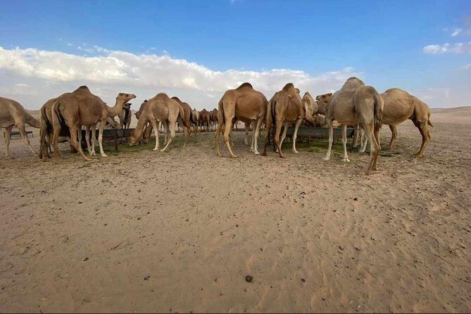 Abu Dhabi Desert safari with BBQ Dinner,Sandboarding & Camel ride - Price and Value: What $90.33 Buys in Real Terms