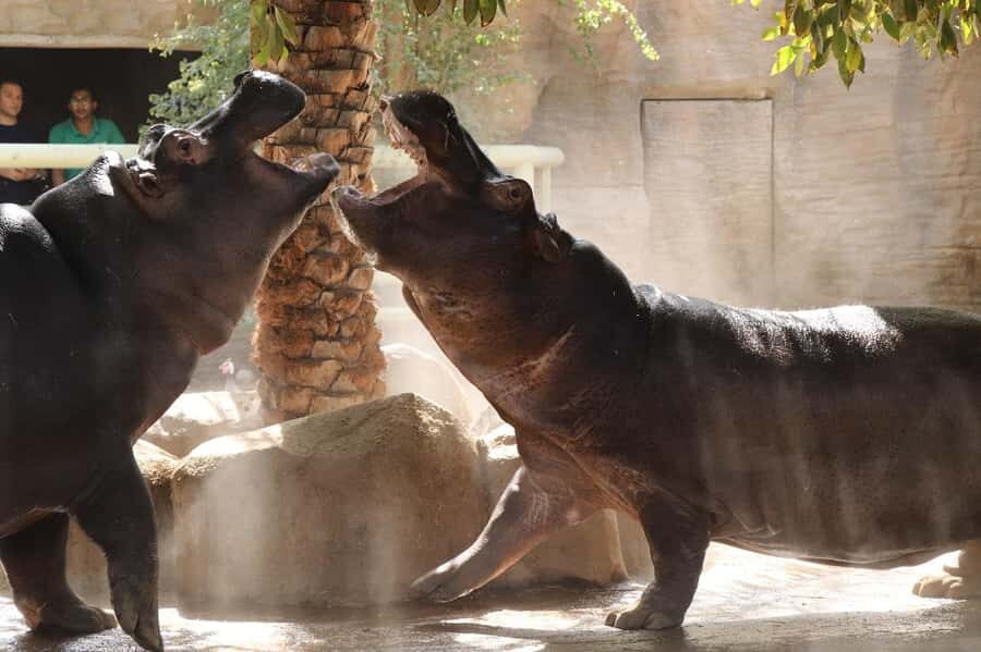 Abu Dhabi: Emirates Park Zoo Entry Ticket - Fast entry at the gate: how to use your direct ticket smartly