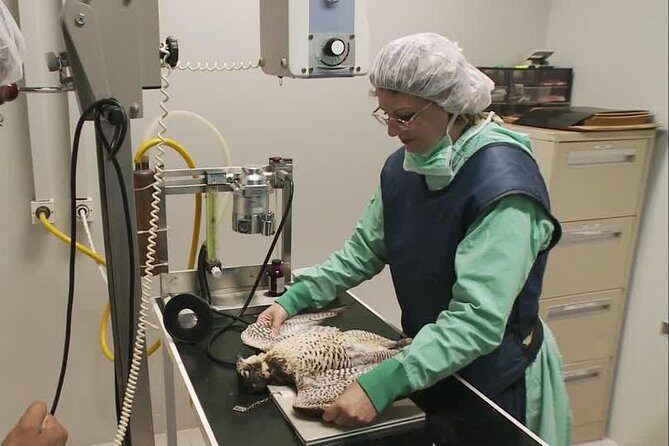 Abu Dhabi Falcon Hospital Tour - Why an Abu Dhabi Falcon Hospital tour feels different