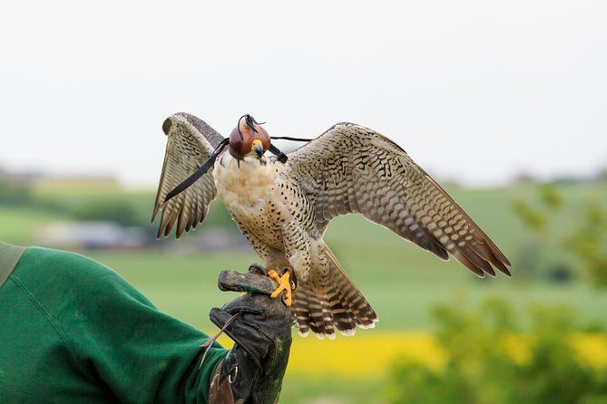 Abu Dhabi Falcon Hospital Tour - Getting there smoothly: the pickup and transport upgrade
