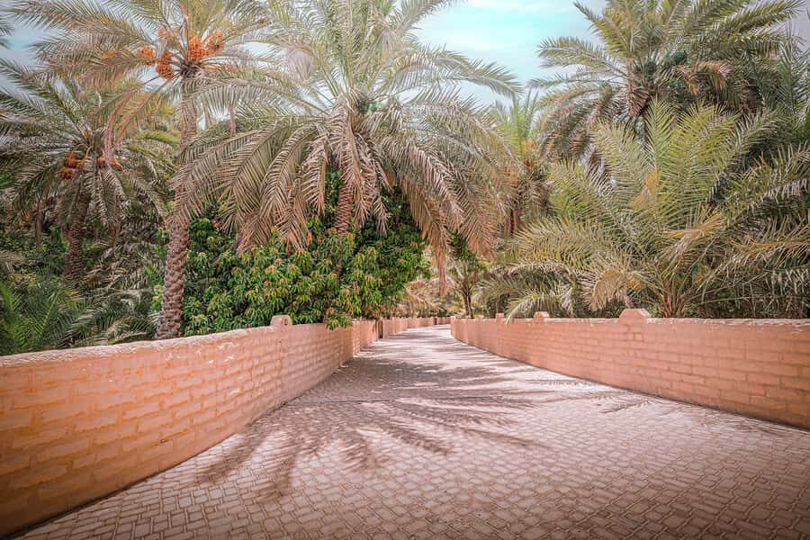 Abu Dhabi: Full-Day Al Ain Tour with Entry Tickets and Meal - Camel market closure and what you can still get from that time
