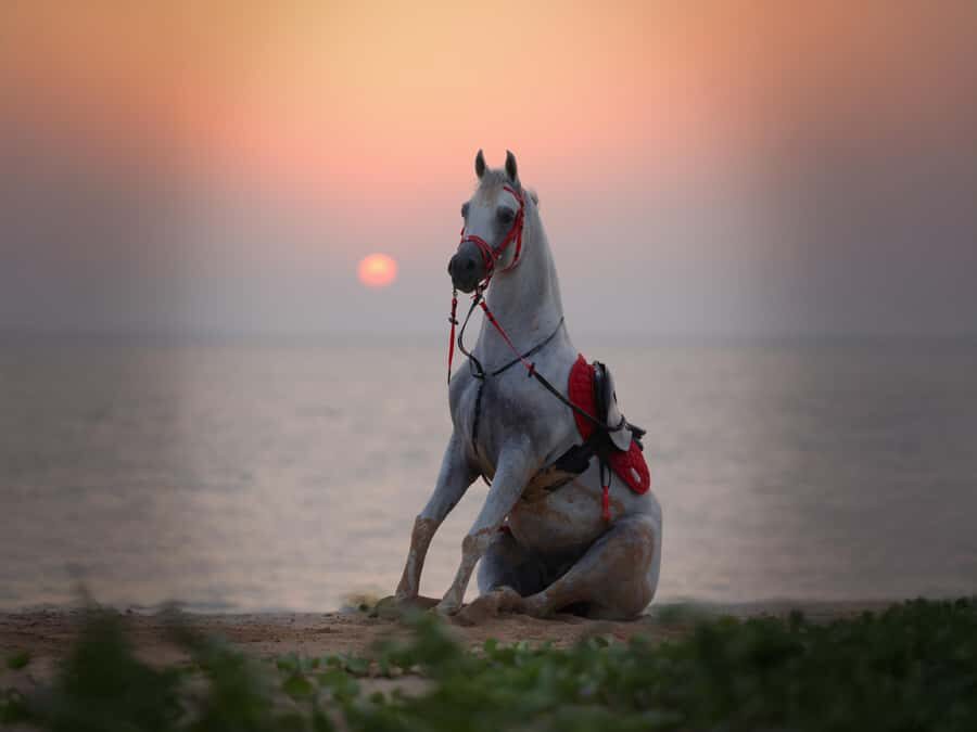 Abu Dhabi: Hudairiyat Island Horse Riding Experiences - 30 minutes on horseback: what your time likely looks like