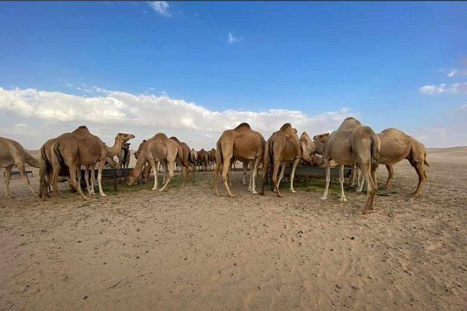 Abu Dhabi Morning Desert Safari,Dune Bashing,Sandboarding,Camel Riding&Quad Bike - Quick Highlights Before You Commit