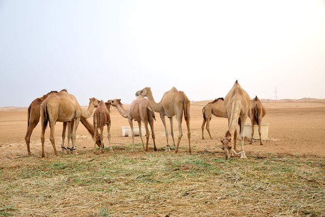 Abu Dhabi Morning Safari - Who This Morning Safari Fits Best (And Who Might Feel It)