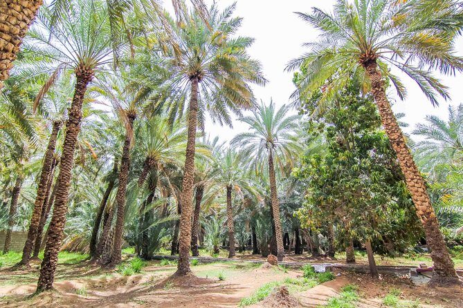 Al Ain City Sightseeing tour with Lunch from Dubai - Key points to know before you go