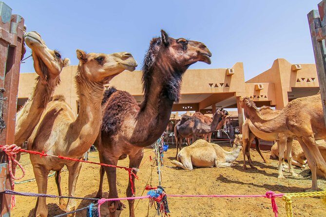 Al Ain City Sightseeing tour with Lunch from Dubai - Jebel Hafeet Hot Springs and the Camel Market at Ground Level