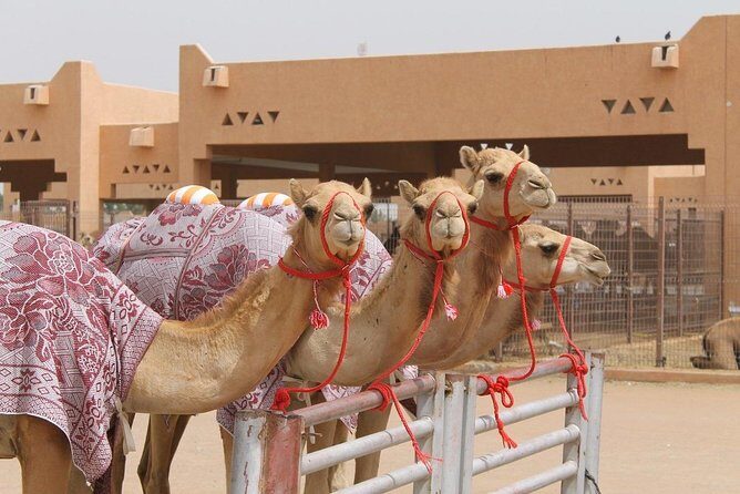 Al Ain City Tour on Private Basis - Price and Logistics: Is $199 Worth It for a Private Day?