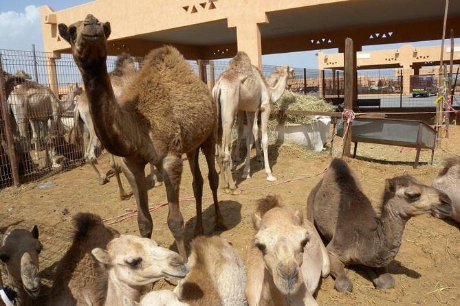 Al Ain Garden City Tour From Dubai - Why Al Ain Feels Like a Different UAE