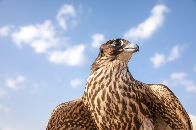 Amazing Abu Dhabi Evening Safari - An Evening in the Abu Dhabi Desert: What You Actually Get in 6 Hours