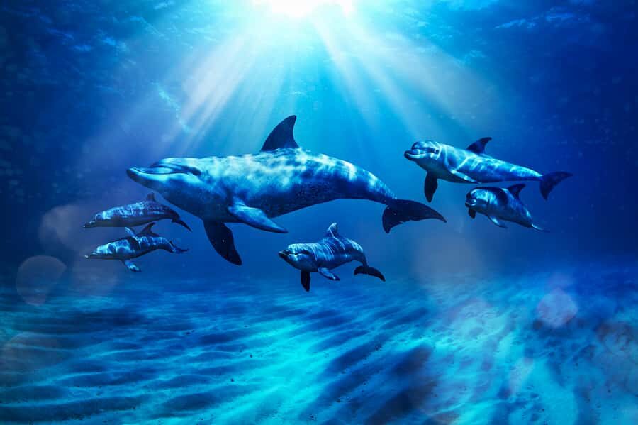 Aquaventure World: Dolphin Paddle and Waterpark Day Pass - Key highlights you should know before you go