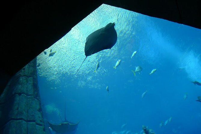 Atlantis Lost-Chamber Aquarium Dubai - Walking the underwater tunnels and Atlantis-style ruins