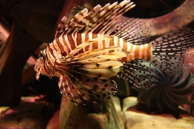 Atlantis Lost-Chamber Aquarium Dubai - Pickup, private transport, and getting to Atlantis, The Palm