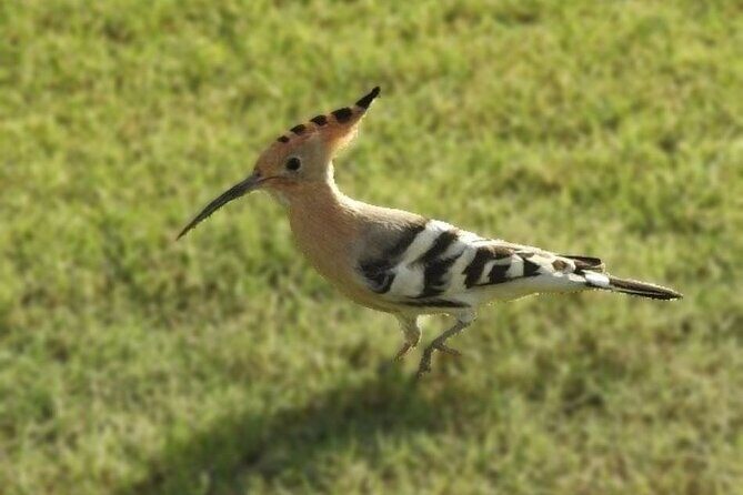 Bird Watching Tour Dubai - Key things you should know before you go