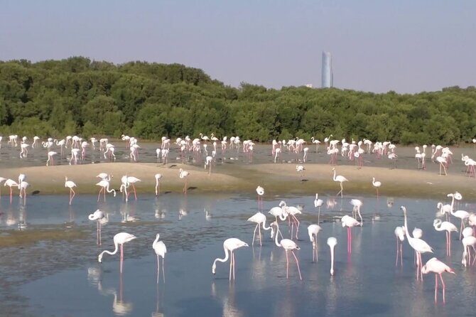 Bird Watching Tour Dubai - Bird-watching in Dubai: why this 3-hour plan works