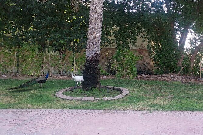 Bird Watching Tour Dubai - Guides, safety, and the small details that make it smoother