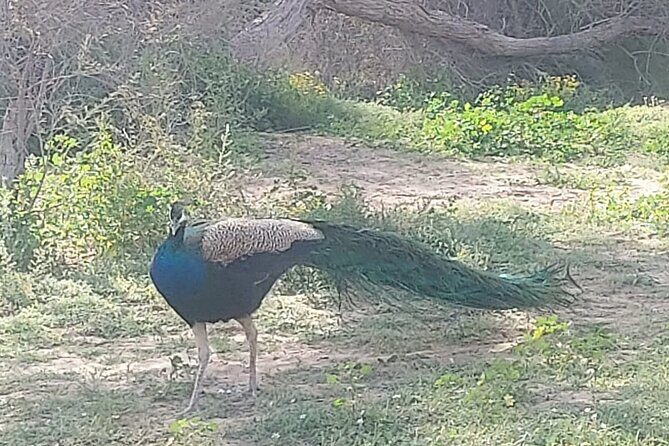Bird Watching Tour Dubai - When this tour fits best (and when it doesn’t)