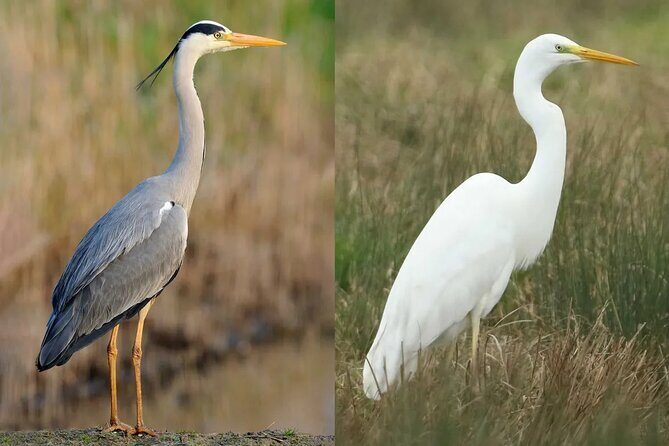Bird Watching Tour Dubai - A Dubai park break for small singers and bright moments