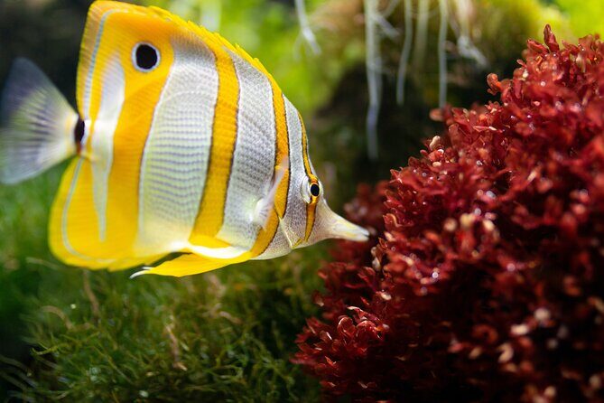 Burj Khalifa and Dubai Aquarium Combo Entrance Ticket - Price and value: is $114.29 worth it?
