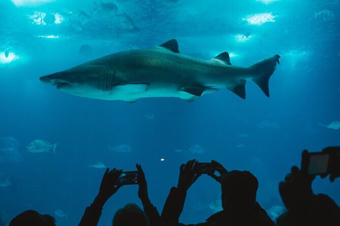 Burj Khalifa and Dubai Aquarium Combo Entrance Ticket - Who this combo fits best (and who might want a different plan)