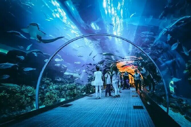 Burj Khalifa and Dubai Aquarium with Penguin Cove Combo - Penguin Encounter: what you get, and where people get tripped up
