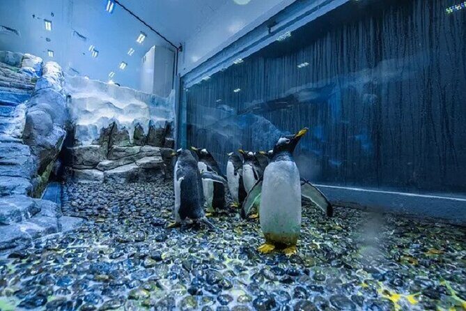 Burj Khalifa and Dubai Aquarium with Penguin Cove Combo - Price and logistics value: what you’re paying for