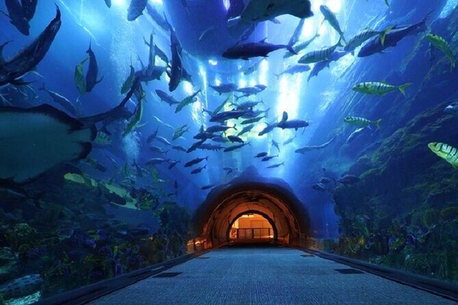 Burj Khalifa and Dubai Aquarium with Penguin Cove Combo - Should you book this Burj Khalifa and Dubai Aquarium combo?