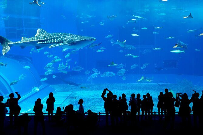 Burj Khalifa, Dubai Aquarium & UWZ with Penguin Cove Entry Ticket - FAQ