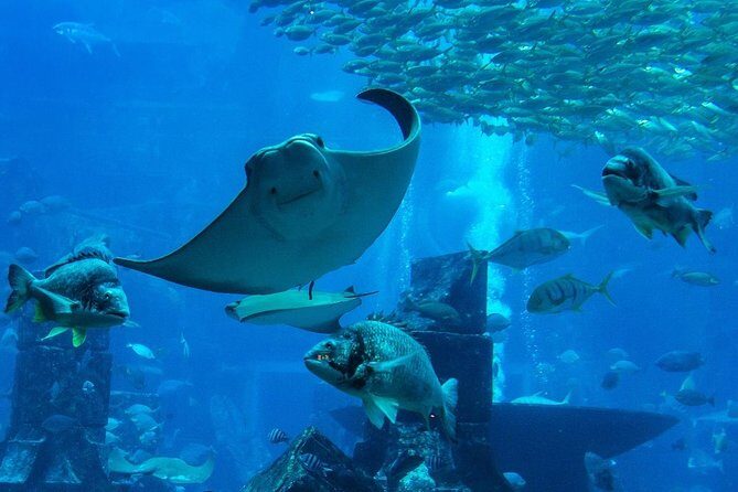 Burj Khalifa, Dubai Aquarium & UWZ with Penguin Cove Entry Ticket - Dubai Aquarium and Underwater Zoo: Penguin Cove and Tunnel Views
