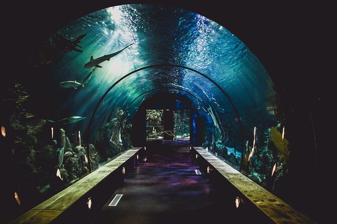 Burj Khalifa, Dubai Aquarium & UWZ with Penguin Cove Tickets - What you’ll do on-site: pace, photos, and where to focus