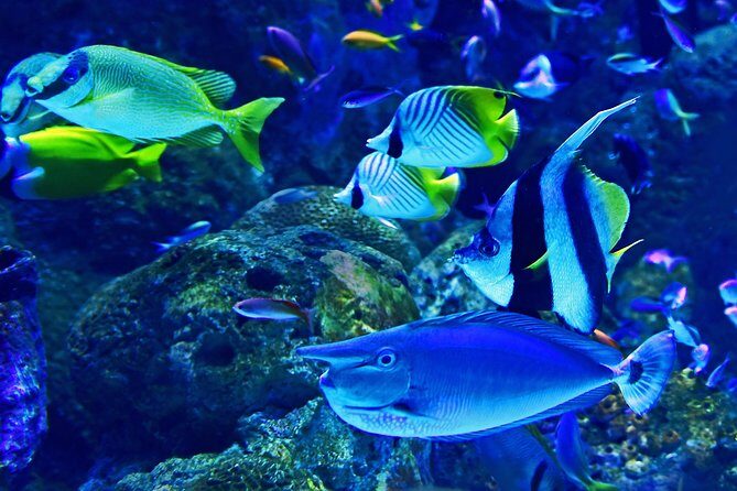 Burj Khalifa, Dubai Aquarium & UWZ with Penguin Cove Tickets - Ticket pickup and on-the-ground confusion