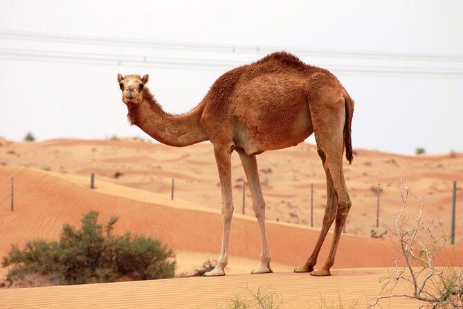 Camel Farm Visit - Dubai UAE - Key things to know before you go