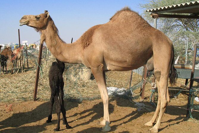 Camel Farm Visit - Dubai UAE - Dubai Camel Farm Visit to Lahbab: the 4x4 Ride That Sets the Tone