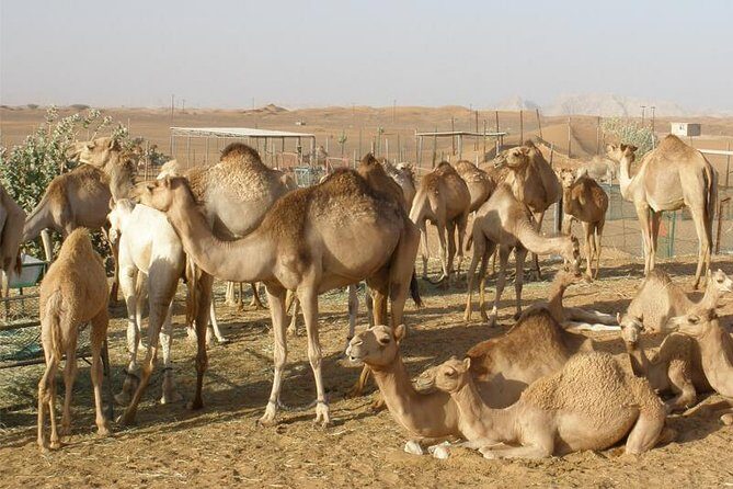 Camel Farm Visit - Dubai UAE - How the 3.5-Hour Schedule Feels in Real Life