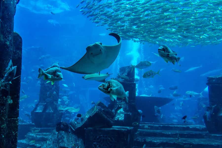 City Sightseeing Dubai HOHO Bus Tour, Aquaventure & More - Key Highlights You’ll Actually Use
