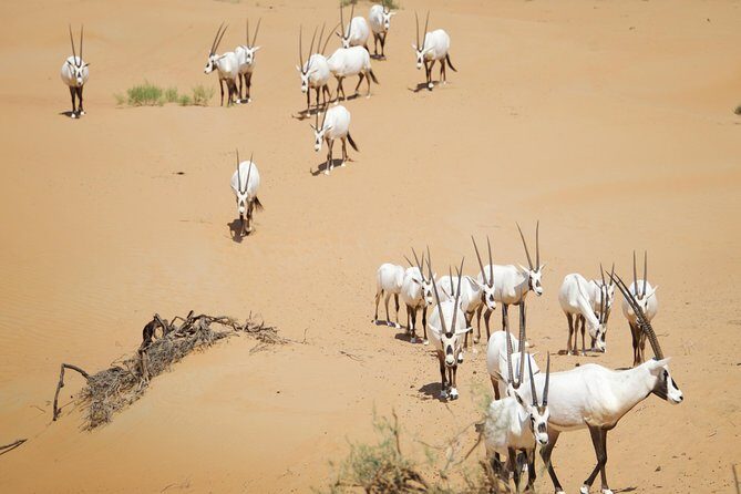 Desert Conservation Wildlife Drive & Breakfast at Al Maha Resort - Stop at the reserve: headscarves, vintage Land Rovers, and real dunes