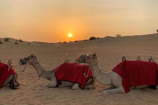 Desert Safari Red Dunes with Camel Ride, Sandboard, BBQ and Shows - Why this Dubai desert night feels like a real event