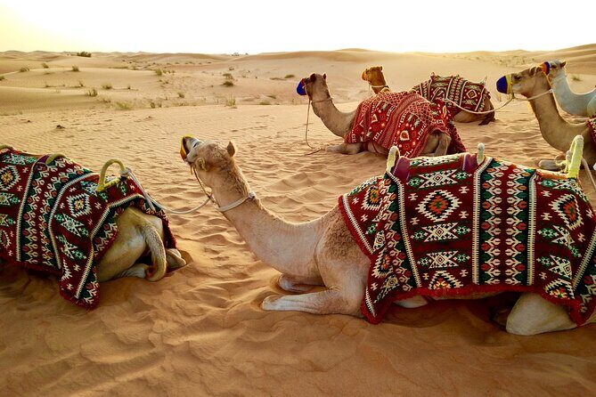 Desert Safari with Camel Ride, BBQ Dinner, Sand Board & Live Show - Value Check: Is This Around $45 a Good Deal?